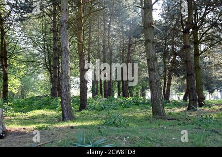 Waldcopse auf dem Gipfel von Folly Hill, Oxfordshire, England. Stockfoto