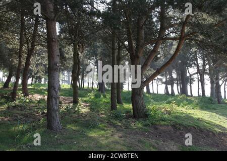 Waldcopse auf dem Gipfel von Folly Hill, Oxfordshire, England. Stockfoto