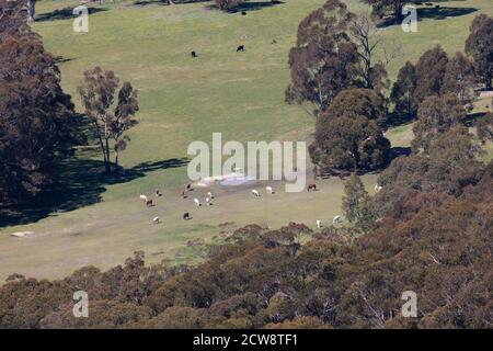 Pferde und Kühe grasen in einem Tal in der Mitte Tablelands im regionalen New South Wales in Australien Stockfoto
