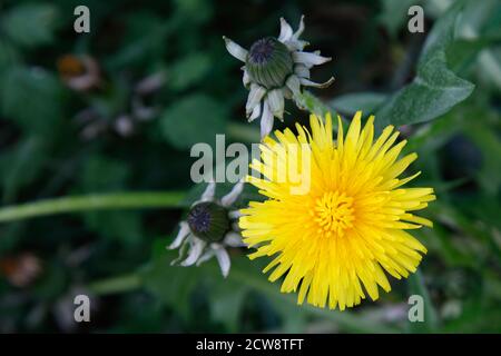 Gelbe Löwenzahn-Köpfe Stockfoto