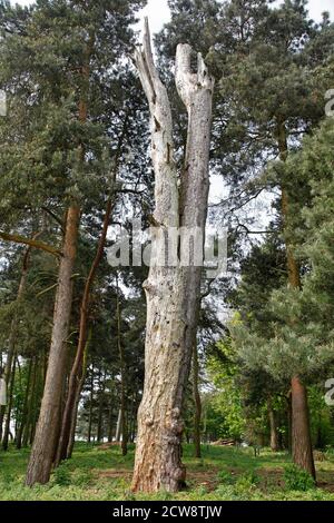 Alter, toter Baum, der in einem Wald steht Stockfoto