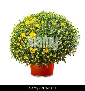 Kleine Dekorationspflanzen im Topf Stockfoto