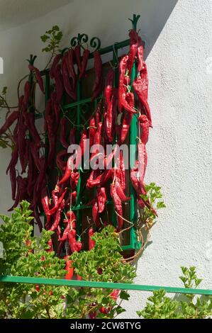 Rote Paprika, hing in einem Fenster in der Sonne zu trocknen, und nutzen das ganze Jahr über, gastronomische Delikatesse Stockfoto