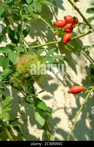 Rose bedeguar Gall oder Rotkehlchen Pin Kissen Wachstum auf Rose bush verursacht durch die Gallenwespe dipolepis rosae zala Grafschaft ungarn Stockfoto