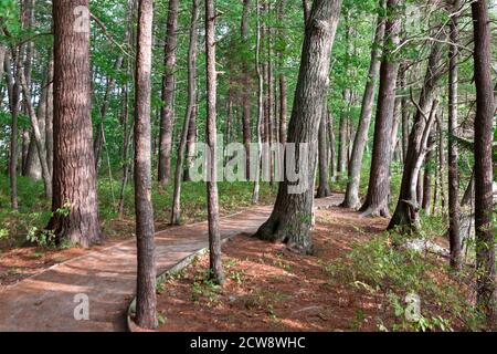 Naturlehrpfad im Rachel Carson National Wildlife Refuge in Wells, Maine. Stockfoto