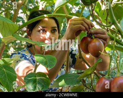 Frau Ernte Tamarillo, bekannt als Baum Tomate, sonniger Tag Stockfoto