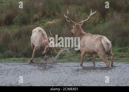 Ein Paar junger männlicher Tule-Elche (Cervus canadensis nannodes) treten auf und üben das Brunnen, um die Dominanz in Point Reyes National Seashore zu behaupten. Stockfoto