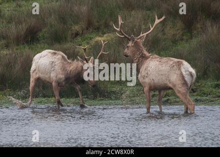 Ein Paar junger männlicher Tule-Elche (Cervus canadensis nannodes) treten auf und üben das Brunnen, um die Dominanz in Point Reyes National Seashore zu behaupten. Stockfoto