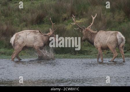 Ein Paar junger männlicher Tule-Elche (Cervus canadensis nannodes) treten auf und üben das Brunnen, um die Dominanz in Point Reyes National Seashore zu behaupten. Stockfoto