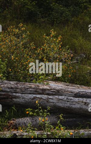 Ein grasbewachsenes Feld gefüllt mit winzigen orangen Blüten in der Adirondacks Stockfoto