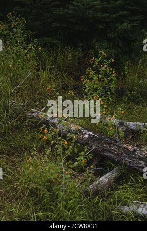 Ein grasbewachsenes Feld gefüllt mit winzigen orangen Blüten in der Adirondacks Stockfoto