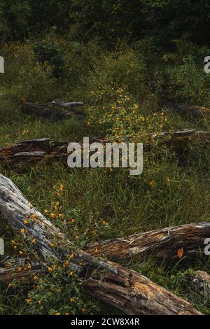 Ein grasbewachsenes Feld gefüllt mit winzigen orangen Blüten in der Adirondacks Stockfoto