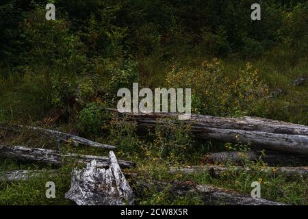 Ein grasbewachsenes Feld gefüllt mit winzigen orangen Blüten in der Adirondacks Stockfoto