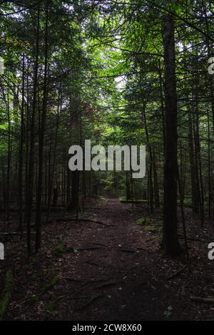 Ein Wanderweg umgeben von hohen Bäumen in den Adirondacks Stockfoto