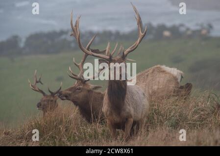 Eine Junggesellenherde männlicher Tuelche (Cervus canadensis nannodes) in Point Tomales innerhalb von PT. Reyes Nationale Küste in Marin County, Kalifornien. Stockfoto