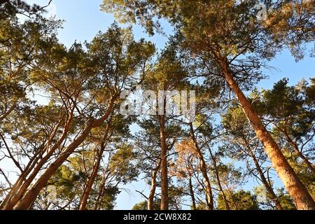 Kiefernwald, wunderschön von der Septembersonne beleuchtet. Schottenkiefer, Pinus sylvestris ist ein wichtiger Baum in der Forstwirtschaft. Stockfoto