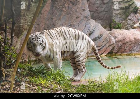 Weißer Tiger läuft am Ufer eines Teiches Stockfoto
