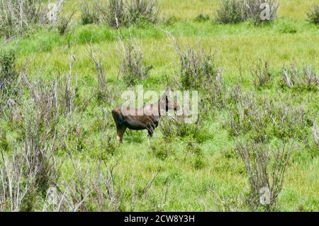 Ein Elch oder Elch in britischem Englisch, grast auf einer Wiese im Grand Teton National Park, Wyoming, USA. Stockfoto