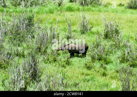 Ein Elch oder Elch in britischem Englisch, grast auf einer Wiese im Grand Teton National Park, Wyoming, USA. Stockfoto