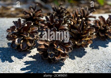 Ein Haufen Zapfen ohne Samen, trockene Zapfen auf einem Haufen. Nahaufnahme des Makros. Hochwertige Fotos Stockfoto