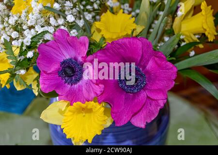 Vielfalt an bunten Frühlingsblumen Bouquet in einer blauen Vase. Nahaufnahme Stockfoto