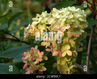 Hortensia paniculata Graffiti. Blütenstand aus der Nähe. Blumen im Garten im Freien. Stockfoto