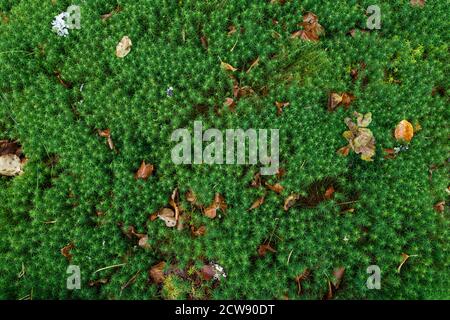 Draufsicht auf alte braune Blätter auf einem grünen, üppigen, moosigen Boden im Herbst. Hochauflösender texturierter Hintergrund im Vollformat. Von oben betrachtet. Stockfoto