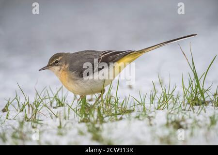 Grauer Wagtail im Schnee Stockfoto