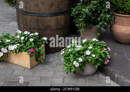 Viele schöne verschiedene Catharanthus roseus und weiße Blumen Pflanzen in verschiedenen Töpfen gegen alte Retro Vintage Holzfass. Garten im Hof Stockfoto