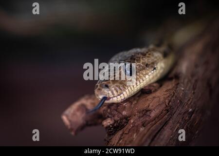 Chilabothrus angulifer ist eine boide Art, die in Kuba und auf einigen nahe gelegenen Inseln gefunden wird. Kubanische Baumboa, Attica Park. Stockfoto