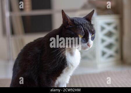 Kranke schwarz-weiße Katze im Wohnzimmer Stockfoto