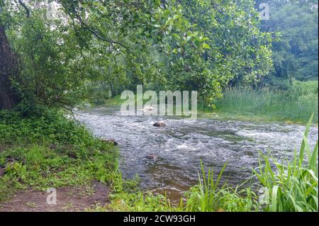Flache Roaring River, flacher sauberer Fluss im Sommer Stockfoto