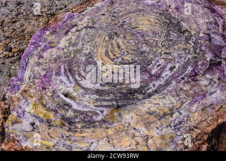 Aufnahme im Petrified Forest NP Arizona. Nahaufnahme einer Scheibe versteinertes Holz. Stockfoto