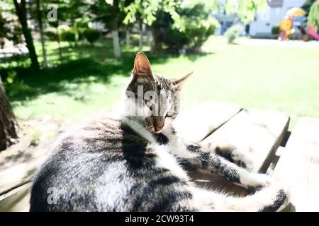 Katze liegt an einem sonnigen Tag auf einem Holztisch Stockfoto