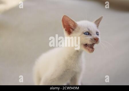 Weiße flauschige Welpe Katze Miowing Stockfoto