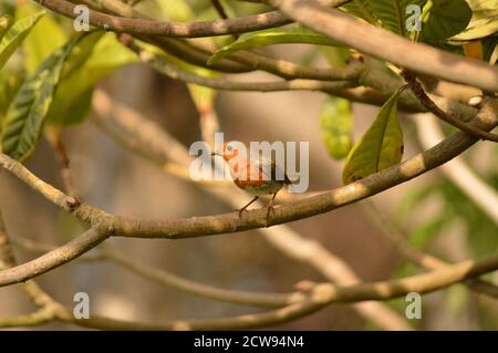 Ein europäischer Rotkehlchen thront auf dem Ast eines Loquat Baum Stockfoto