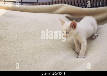 Flauschige weiße Welpe Katze auf Decke Stockfoto