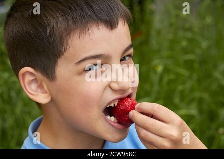 Ein kleiner Junge hält eine Erdbeere in den Händen. Stockfoto