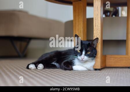 Kranke schwarz-weiße Katze im Wohnzimmer Stockfoto