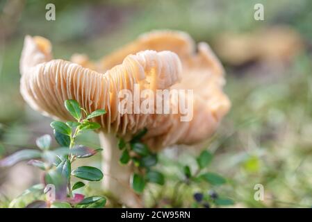 Der große alte hässliche Täubling Pilz in den grünen Krähenbeerbüschen Im finnischen Wald Stockfoto