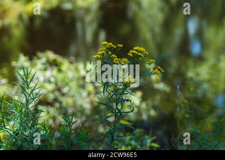 Gelbe und weiße Wildblumen vor einem Teich hinein Die Catskills Stockfoto