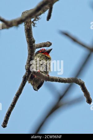 Schmied Barbet (Psilopogon haemacaphalus Roseus) Erwachsene auf die toten Zweig Bali Barat NP, Bali, Indonesien Juli gehockt Stockfoto