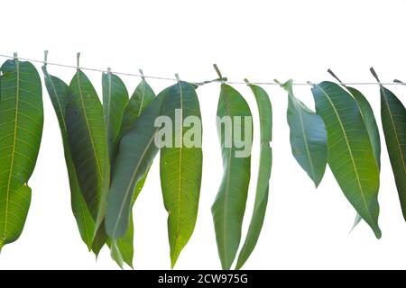 Indische Blumengirlande aus Mangoblättern. Ugadi Urlaub verzierte Dekoration. Stockfoto