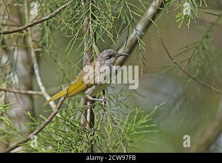 Indonesisch (Honeyeater Lichmera Limbata) Erwachsenen auf dem Zweig Bedugul Botanischen Gärten, Bali, Indonesien Juli gehockt Stockfoto