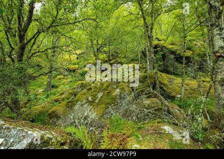 Nyastolfossen fällt, die zweite in Kaskade von vier Wasserfällen in Husedalen Tal, Kinsarvik, Norwegen Stockfoto