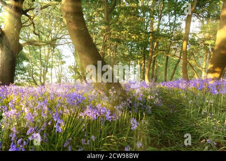 Wald von Bluebells in der Morgendämmerung mit einem geheimen Weg durch die Bäume und Wälder. Landschaft Naturszene im Frühling in Norfolk UK bei Sonnenaufgang. Stockfoto