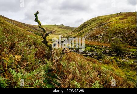 Toter Baum am Ufer des Tavy River Tals auf Dartmoor Stockfoto