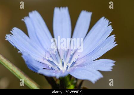 Gewöhnliche Zichorien Blumen Stockfoto