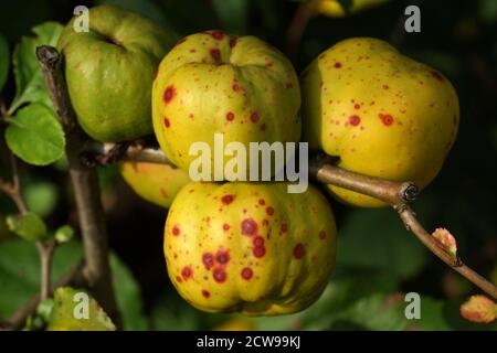 Japanische Quitten Früchte auf den Zweigen Nahaufnahme. Chaenomeles japonica, bekannt als japanische Quitte oder Maule-Quitte Stockfoto