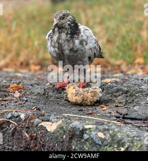 Vogeltaube mit einem Stück Brot auf der Straße der Stadt. Stadtlandschaft. Stockfoto